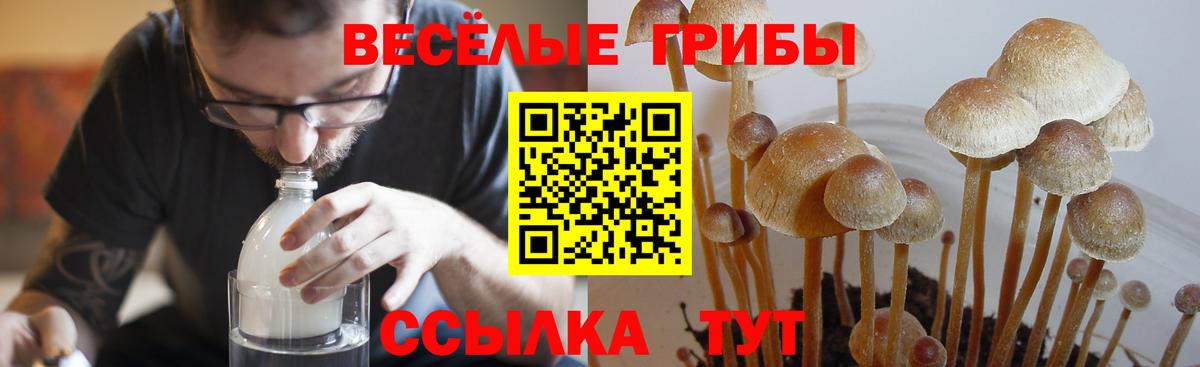 Советская Гавань  Псилоцибиновые грибы MAGIC MUSHROOMS  Вход с VPN 
